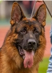 foto1